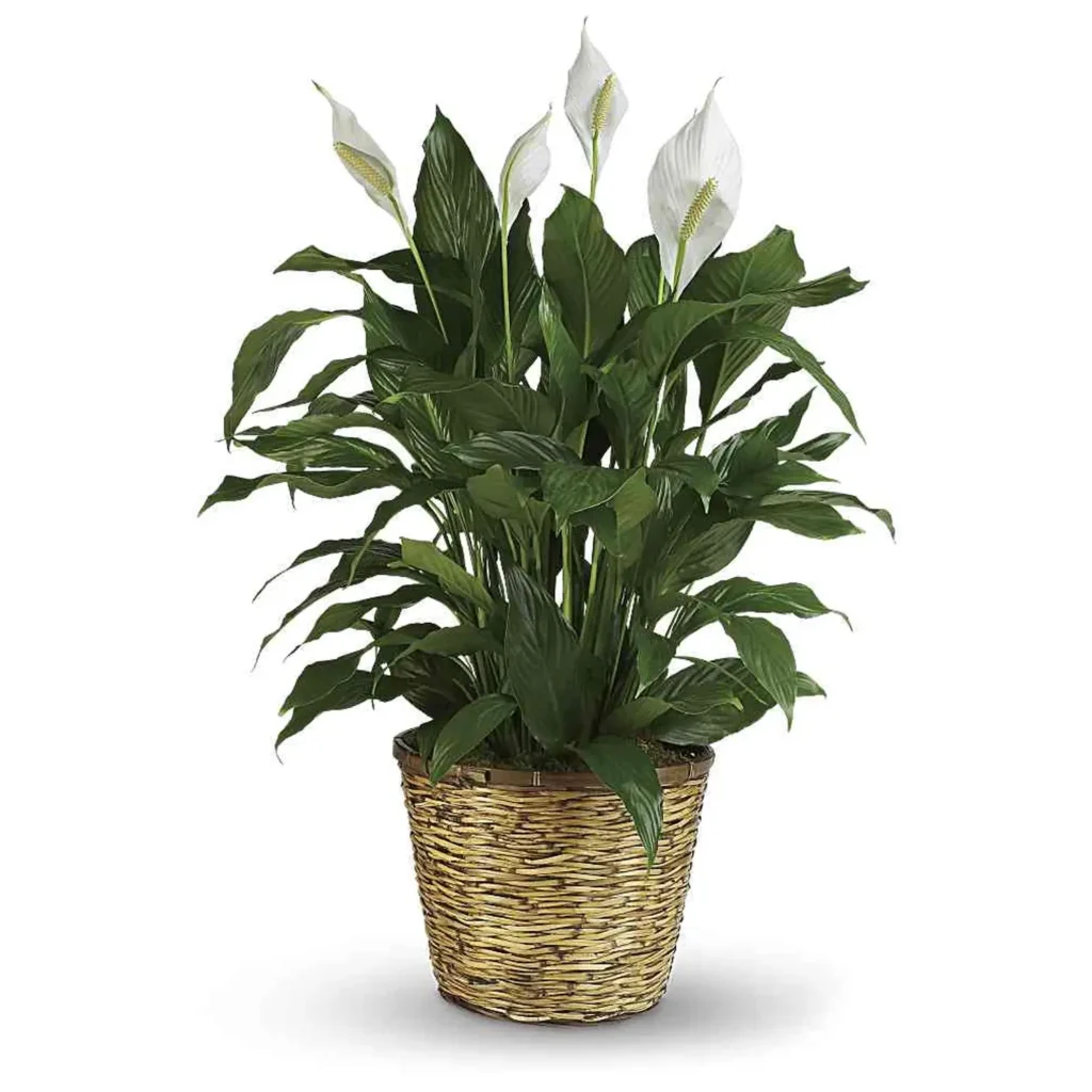 Simply Elegant Peace Lily Basket Arrangement