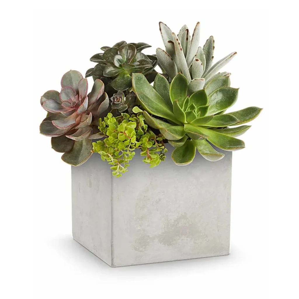 Concrete Oasis Succulent Plant Display